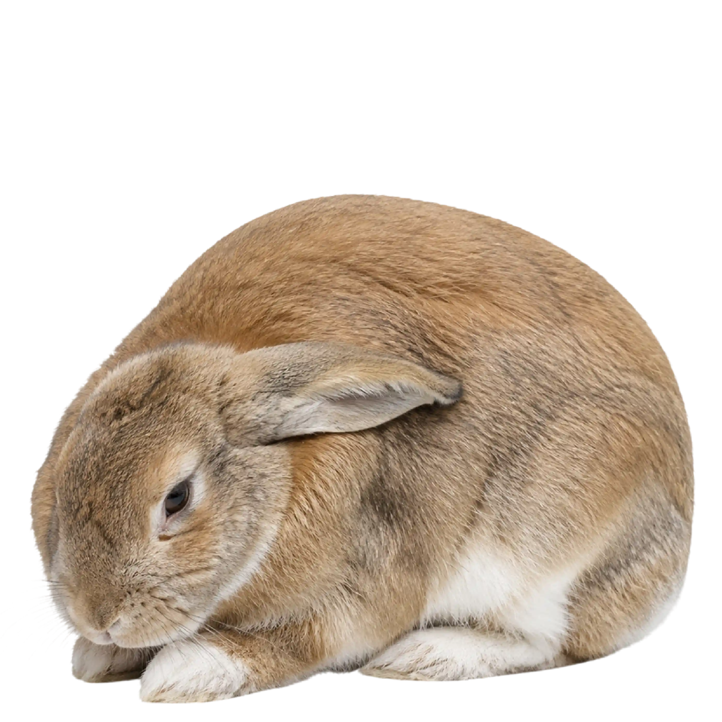 Has Your Rabbit Stopped Eating Or Passing Droppings? Talk To A Rabbit Vet Online - Instantly, 24/7